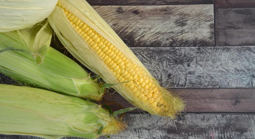 Olcsón és gyorsan termeszthetsz otthon kukoricát: még kert sem kell hozzá