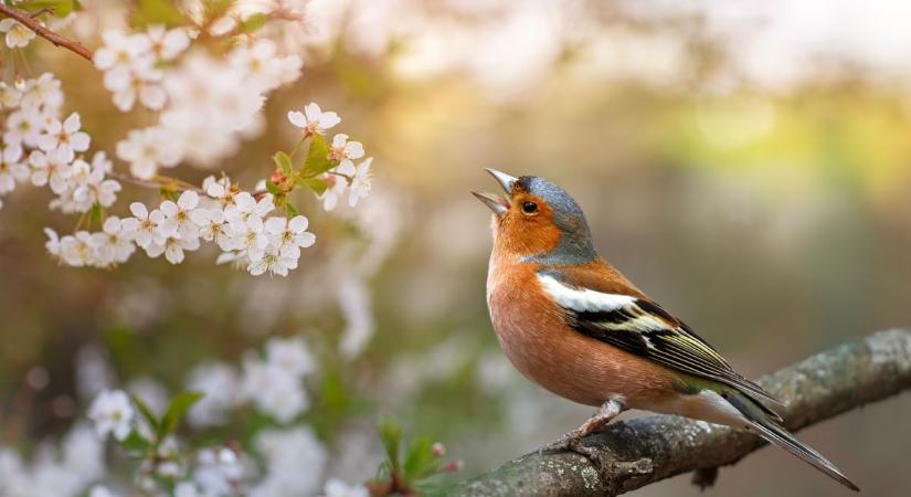 Érdemes előre tervezni: ekkor lesz idén a madarak és fák napja