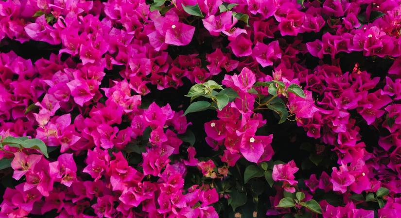 A muskátli ideje lejárt: ez a szépség lett a teraszok királynője