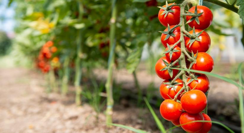 Ahol a madár se jár: nem találod ki, hol szüreteltek paradicsomot
