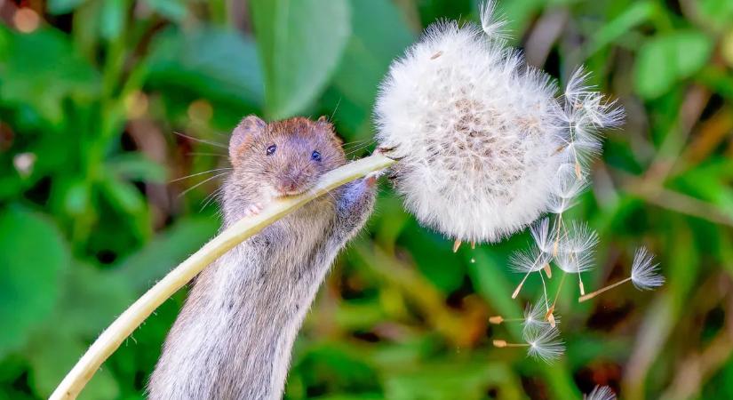 Sokan gyomnövénynek hiszik, közben súlyos üzenetet küld a kertünk állapotáról