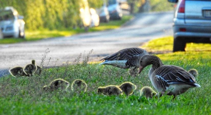 Übercuki fotók érkeztek: megjelentek a vadlúdcsaládok a Kis-Balaton útjain (friss fotók)
