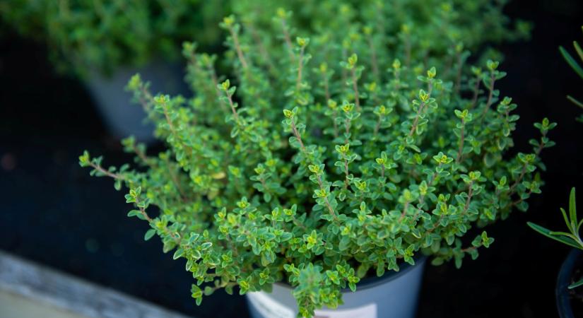 Nem hinnénk, de ezt teszi a kakukkfű a szervezetünkkel – Minden konyhában ott lenne a helye