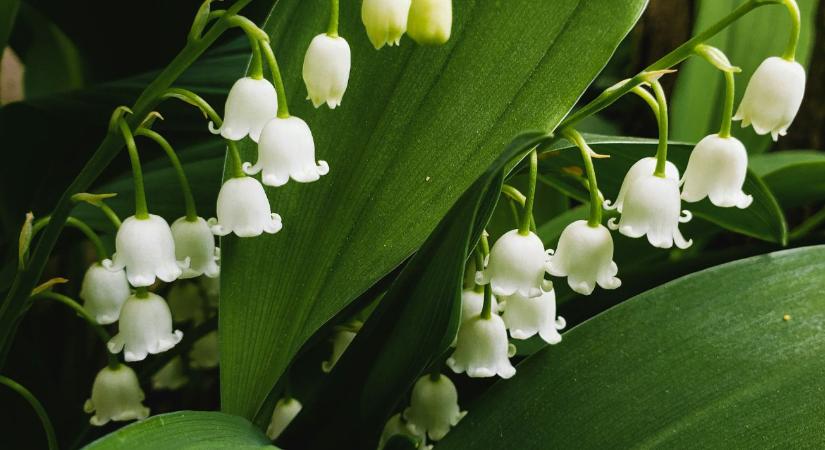 Gyöngyvirág ültetése: ezt érdemes tudni, mielőtt a kertbe kerül