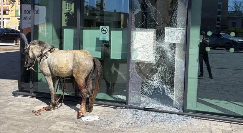 Pánik Nagykállón: elszabadult póni rohant a városban