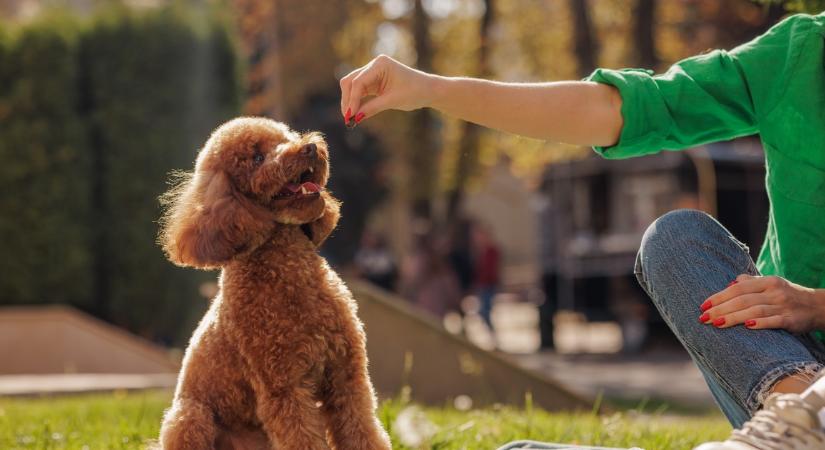 Szakértő figyelmeztet: így válhat veszélyessé a kedvenc jutalomfalat