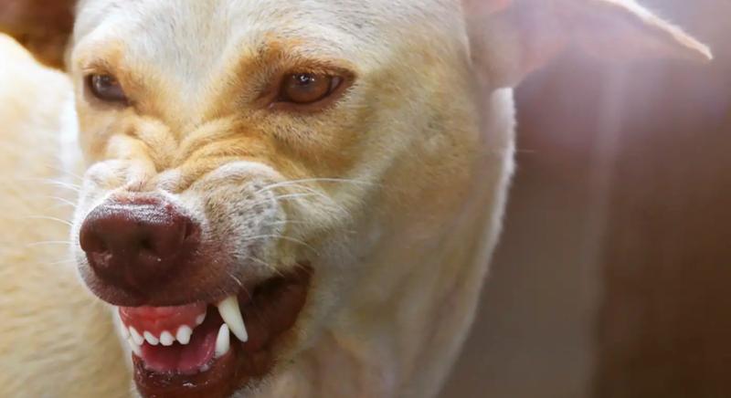 Halálos támadás: a család kedvence ölte meg a tinilányt