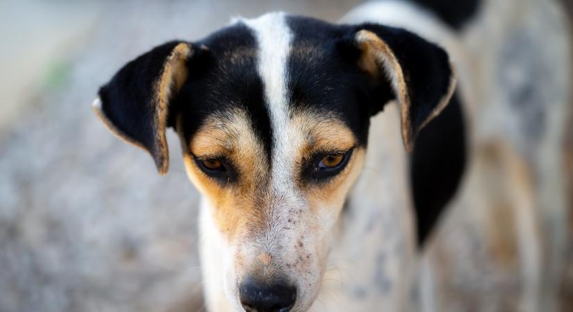 Kegyetlen állatkínzás Fóton: zavarta a férfit a szomszéd kutyája, szögeket tett az ételébe