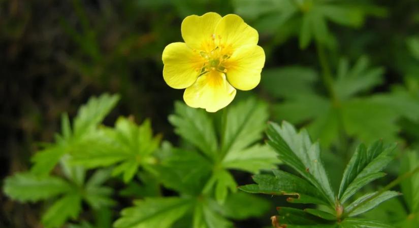 Ez az apró vadvirág leszámolhat a szuperbaktériumokkal