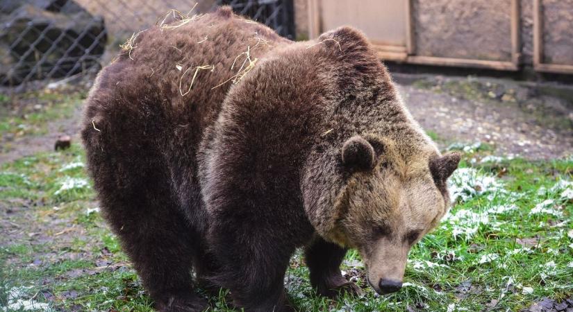 Egy adag cukiság a Szegedi Vadasparkból: Mici nem bírt a meleggel és azonnal ellopta a show-t