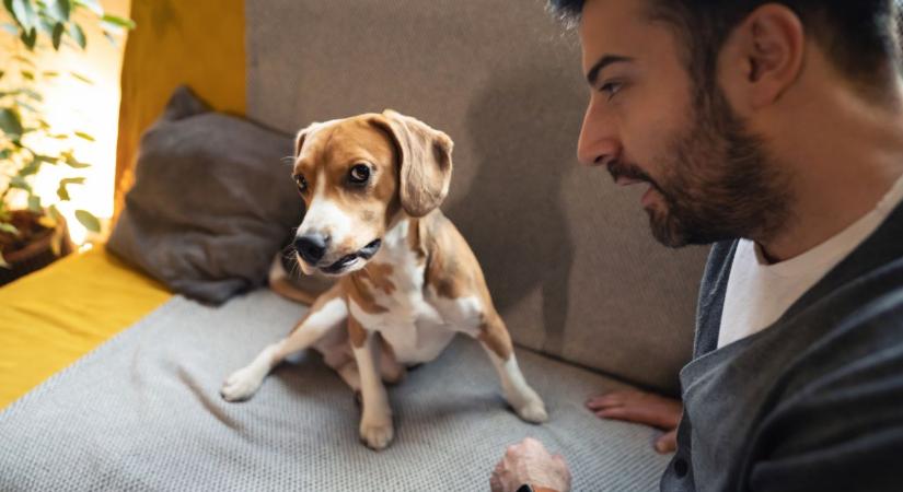 Nem véletlen, ha a kutyád utál valakit: meglepő okok állhatnak a háttérben