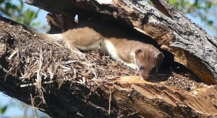 Napi cuki: egy ritkán látott ragadozót videóztak Somogyban