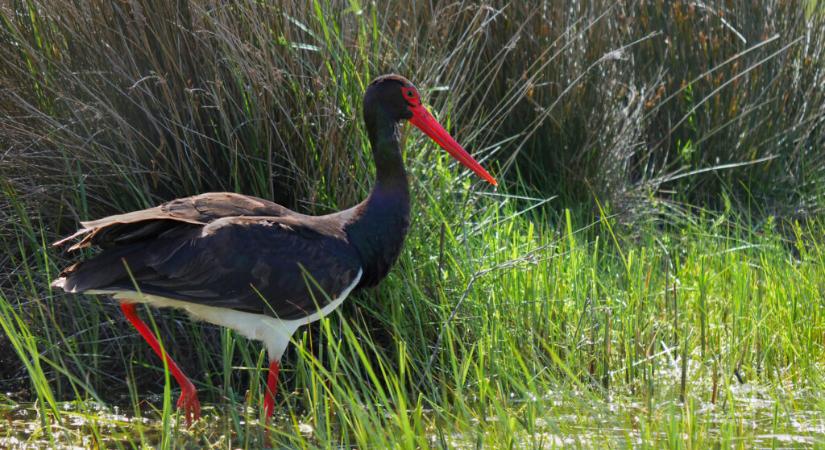 Visszatértek a fekete gólyák a Körös-Maros Nemzeti Park tájaira