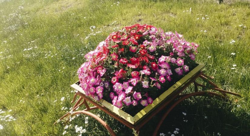 Viszik, mint a cukrot: ezekért a tavaszi virágokért rajonganak most a magyarok