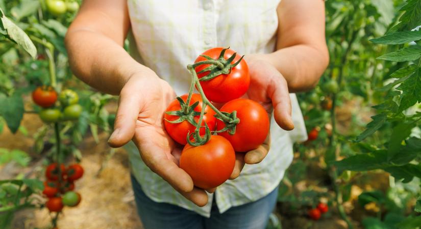 Nagyobb, és sokkal ízletesebb paradicsomok: egyszerűen adj 3 evőkanállal ebből a vízhez