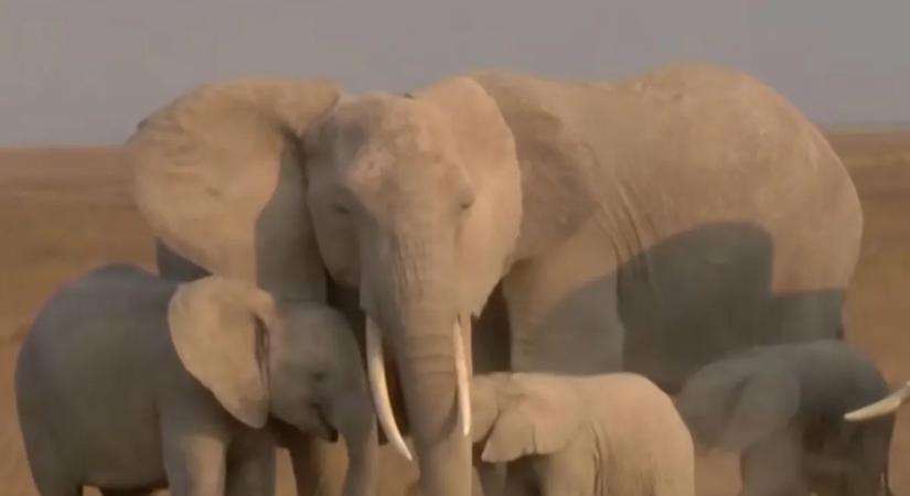 Agyontaposta egy elefánt a szafari-vezetőt