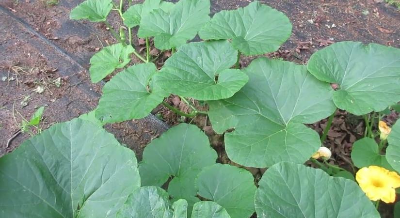 Ezt rontják el a legtöbben: ezért nem lesz nagy a tök a kertedben!