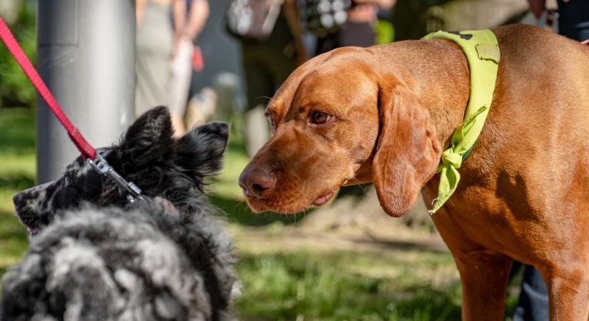 Ezt a 3 dolgot meg kell tanítanod a kutyádnak, hogy jó életet élhessen