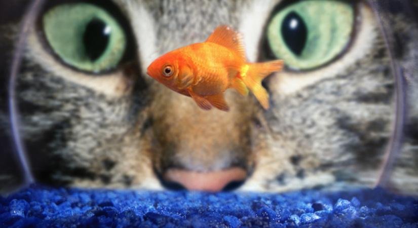 A macska azt is látja, amit te nem - A cicák titokzatos érzékelése