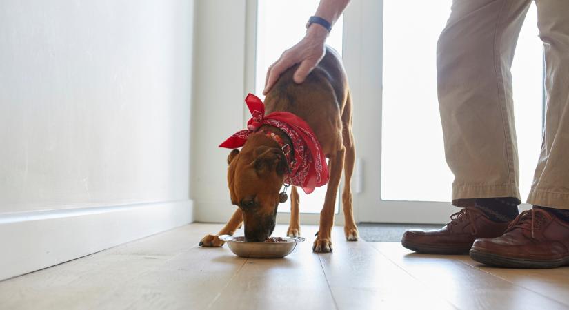 A kutyának nem kell C-vitamin. Igaz vagy hamis? – Ebből a kvízből kiderül, igazi kutyabarát vagy-e