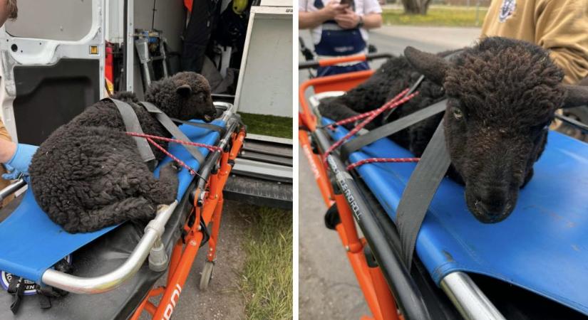 Elütöttek egy elszabadult fekete bárányt Budapesten, mindkét lába eltört