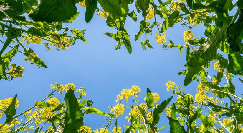 Időjárás: Előbb az eső, később a szél tesz keresztbe a kinti munkáknak