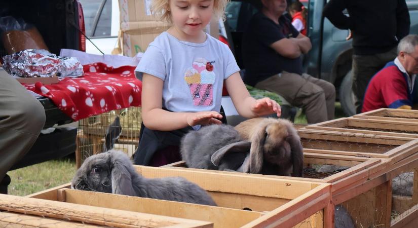 Tömeg, alku és vásári forgatag – ismét benépesült a dunaföldvári vásár (képgaléria)