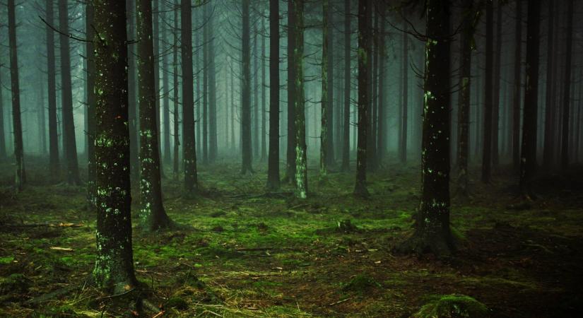 Ámul Magyarország: különleges állat borzolja a kedélyeket, filmbe illően gyönyörű