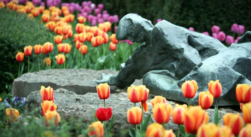 Tündöklően szép virágokba borult az egész vármegye (GALÉRIA!)