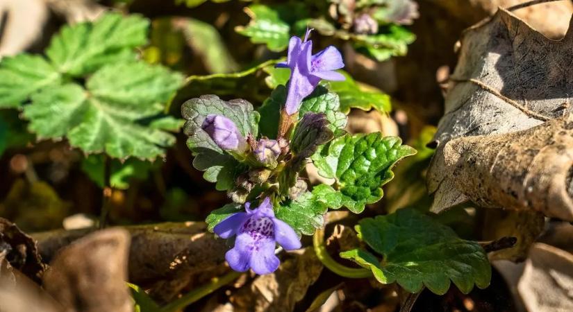 Ne irtsa ki! – Nem gyom, hanem hasznos gyógynövény!