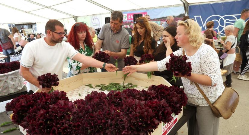 Elképesztő, ami a Balatonnál történt: mutatjuk, sikerült-e a rekordkísérlet Szőlősgyörökön