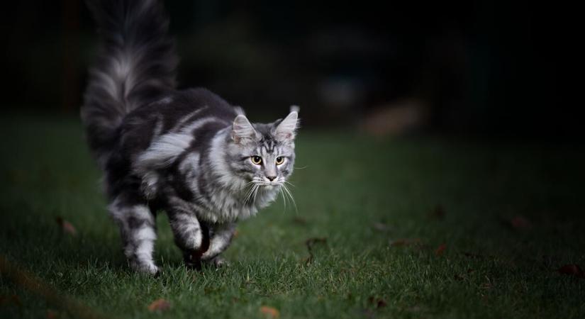 Miért őrül meg a macskád éjszaka?