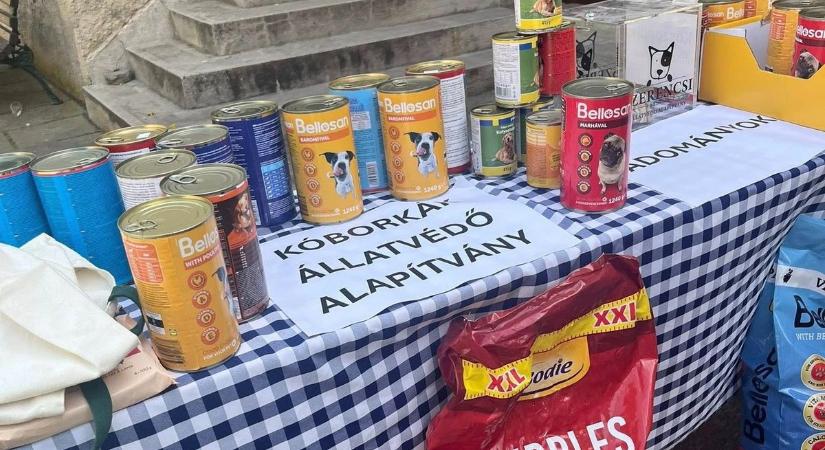 Hálás vakkantás: futók segítettek a rászoruló kutyákon Szerencsen