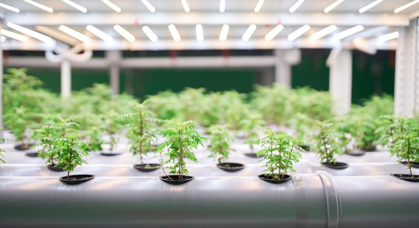 Áttörés jöhet a növénytermesztésben? Ez lehet a megoldás a súlyos gondokra