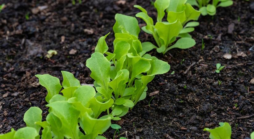 Ezért nem nő a saláta - pedig lehet, hogy csak egy dolgot rontasz el