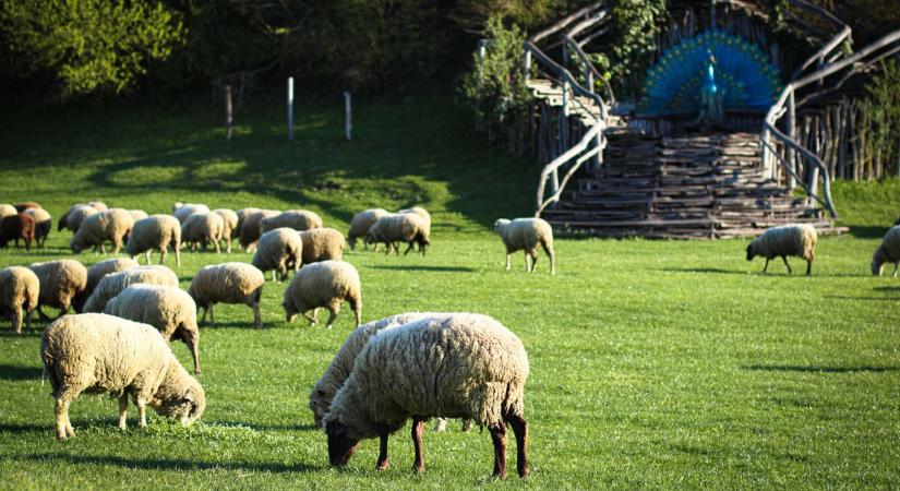 A titok az Ozora Fesztivál mögött: amit a látogatók nem látnak (galériával)