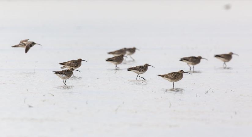Több száz kis póling pihen még április közepén is a kardoskúti Fehér-tónál