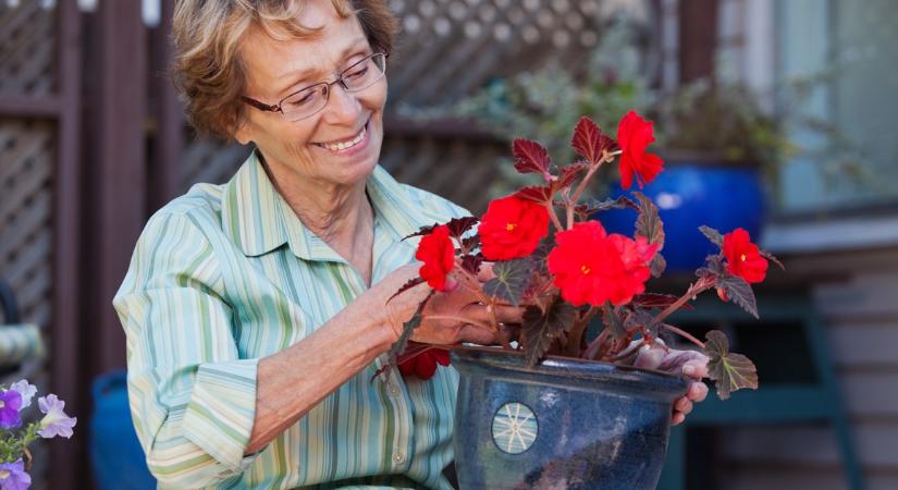Ezért szúrj gyufaszálat a czerépbe: a filléres házi trükk, amitől azonnal életre kelnek a haldokló virágaid