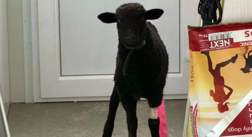 Elütötték a fekete bárányt, aki körülnézés nélkül rohant át az úton