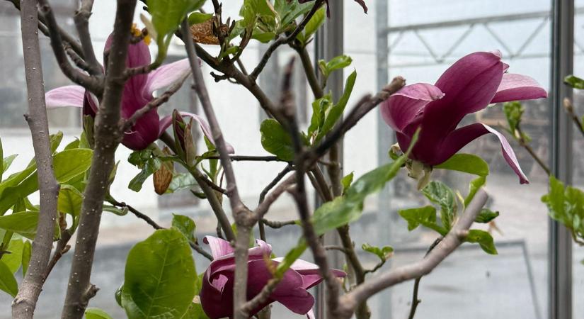 Baracktól a magnóliáig: milyen növények ültetésével érdemes próbálkozni Székelyföldön?