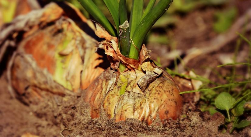 Így védekezhetsz természetesen a kártevők ellen, vegyszer nélkül