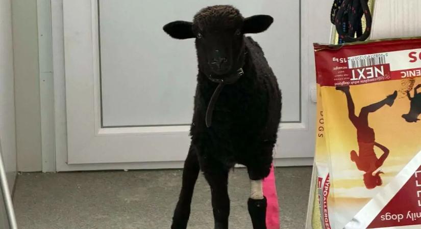 Rejtélyes jövevény az úttesten: A rendőrök sem hittek a szemüknek, amikor meglátták az áldozatot