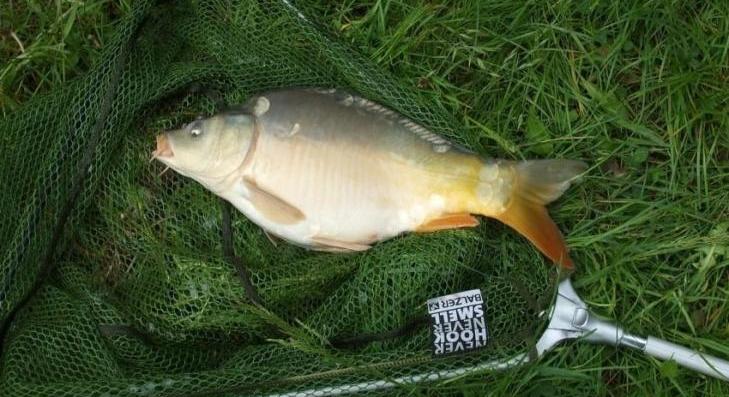 Feloldották a pontytilalmat 