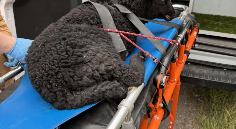 Fekete bárányt gázolt egy autós Budapesten