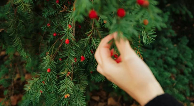 Végzetesek lehetnek, mégis mindenki ülteti őket: ezek a legveszélyesebb mérgező növények