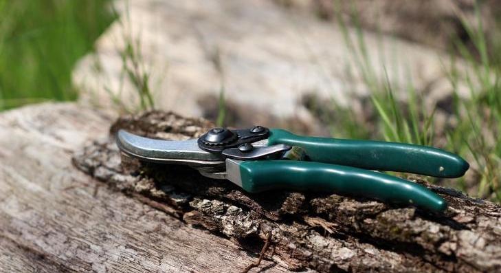 Tilos ezeket a fákat áprilisban metszeni 