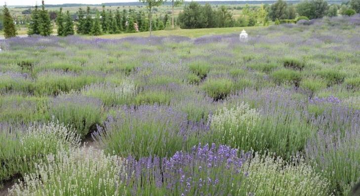 Sokan gaznak nézik, pedig aranyat ér 