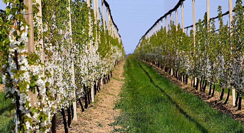 Almafák és cseresznyefák tízezrei virágoznak a zalai ültetvényen - fotókon a gyönyörű látvány (galéria)