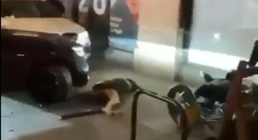 Horrorisztikus jelenetek, a terror sikolyai - a tömegbe hajtott egy autó