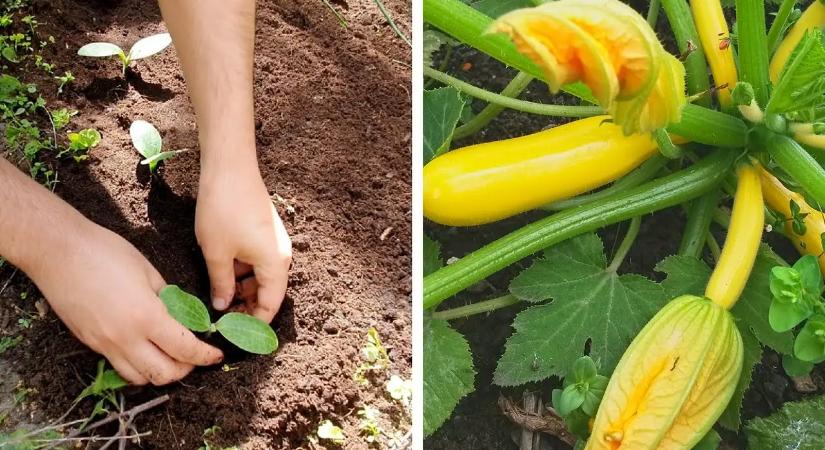 Titok a bőséges cukkiniszürethez: csak kevesen tudják a pontos időzítést